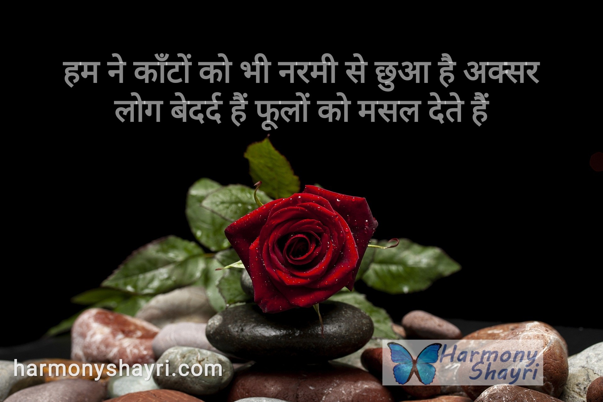 Hum ne kaanton ko bhi narmi – Happy Rose Day